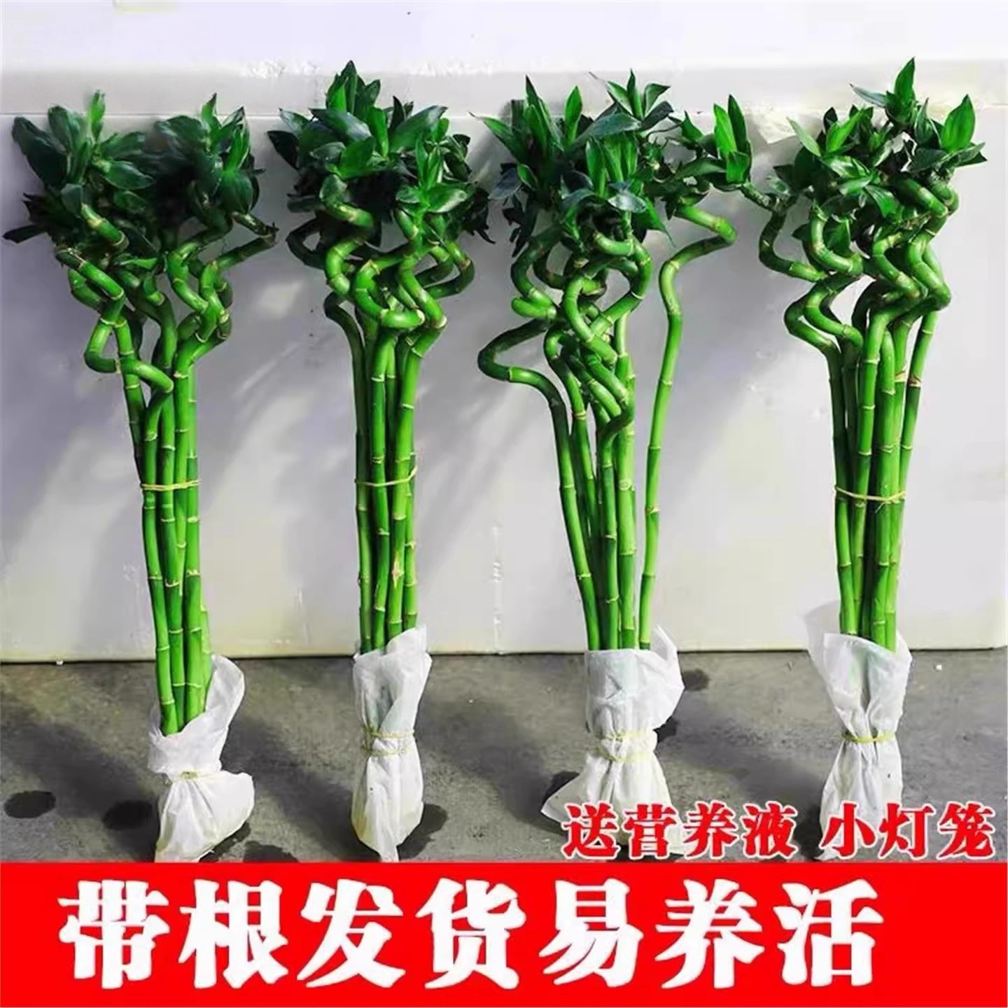 带根富贵竹水培植物开运转