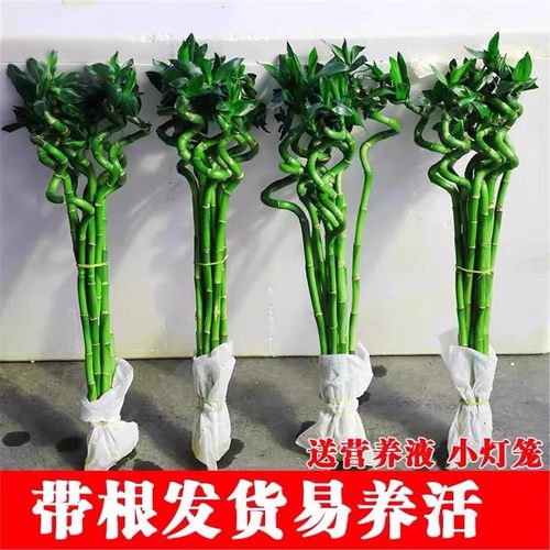 带根富贵竹水培植物开运转
