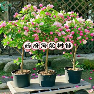 西府海棠花树苗老桩盆景耐寒植物庭院地栽高杆花卉垂丝海棠风景树