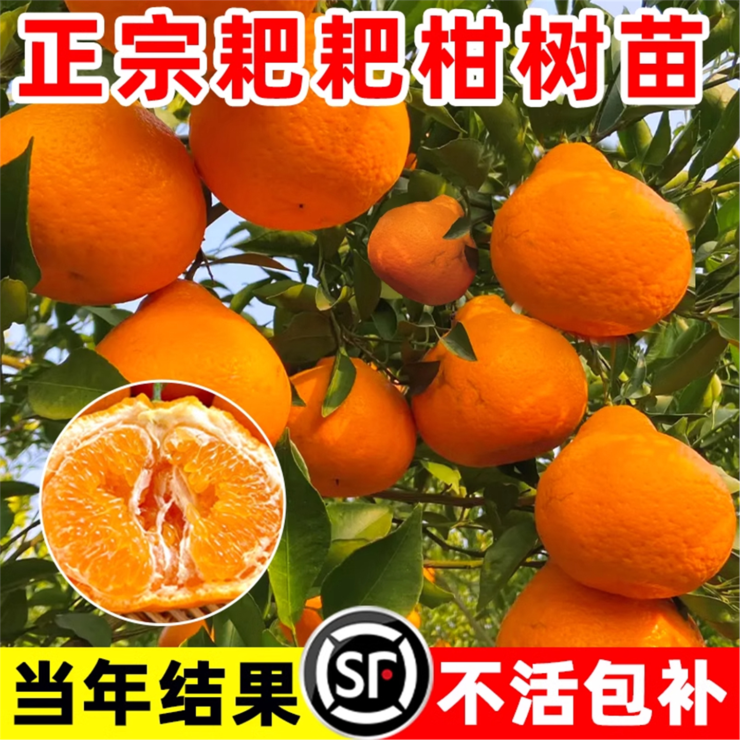 四川春见耙耙柑树苗嫁接果树粑粑柑砂糖橘子树苗南北方种植水果苗,鲜花速递/花卉仿真/绿植园艺,观叶 /花灌木,淘宝优惠券,粉丝福利购,淘宝优惠卷