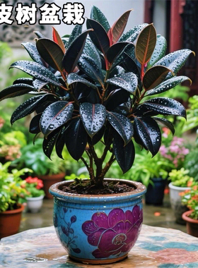 黑金刚橡皮树盆栽家庭室内客厅四季常青花卉净化空气绿色观叶植物