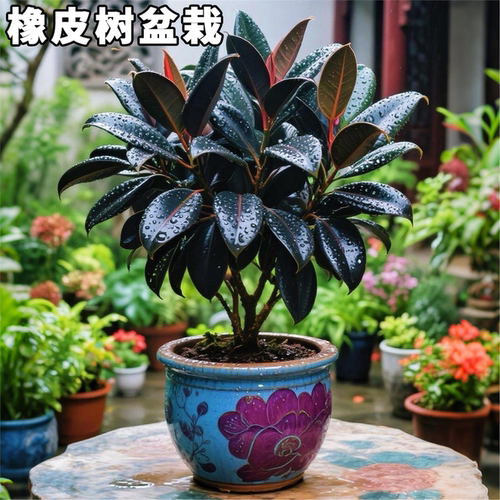 黑金刚橡皮树盆栽家庭室内客厅