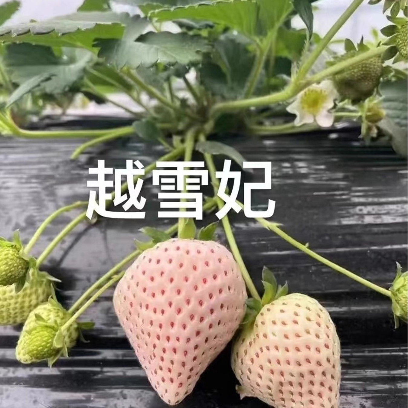 真红美玲黑珍珠草莓盆栽颜