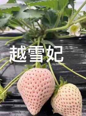 好养易栽真红美玲黑珍珠草莓盆栽红颜粉玉四季奶油草莓秧原土果苗