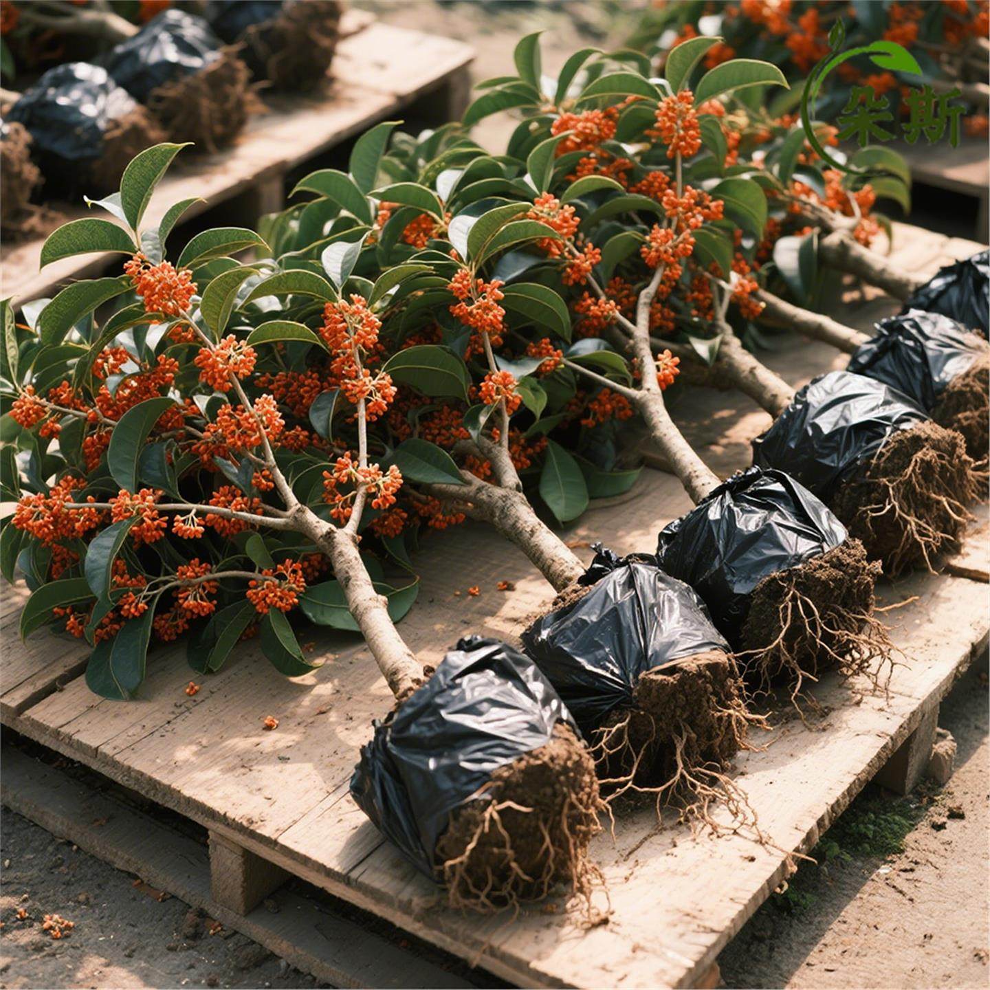 红桂花树苗名品丹桂状元红桂花苗珍稀红桂朱砂桂四季红桂花苗室外