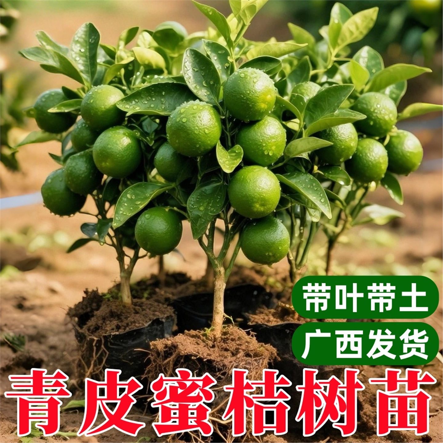 易栽特早熟青皮蜜桔日南一号嫁接橘子树苗南方北方果树苗盆栽桔子,鲜花速递/花卉仿真/绿植园艺,藤本/攀援植物,淘宝优惠券,粉丝福利购,淘宝优惠卷