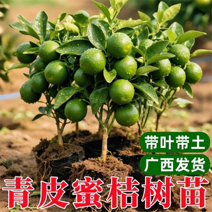 易栽特早熟青皮蜜桔日南一号嫁接橘子树苗南方北方果树苗盆栽桔子