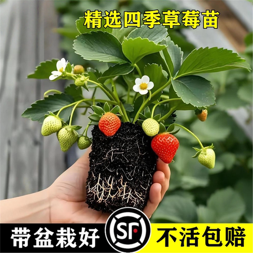 易栽草莓苗秧四季结果盆栽种子