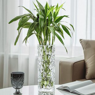 富贵竹花瓶专用玻璃龙竹节节转运竹透明高水养水培水竹龟背竹竹子