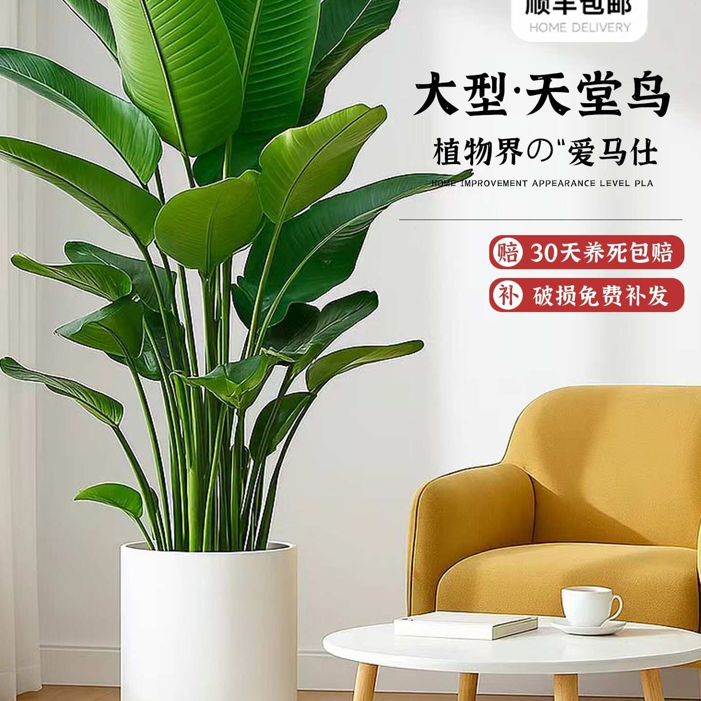 天堂鸟客厅绿植盆栽室内大型植物真花卉鹤望兰办公室落地好养图片