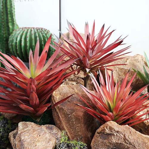 红叶剑兰盆栽沙生植物防真龙舌兰剑麻热带沙漠绿植造布景装饰