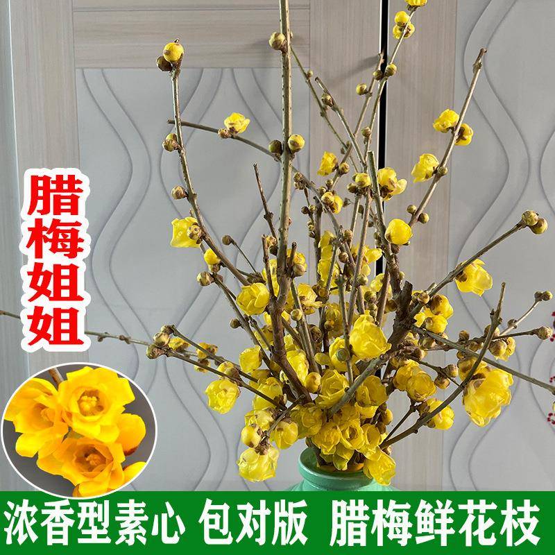 腊梅姐姐蜡红梅鲜切花鲜枝条水养插花卉浓香型玉兰带花苞