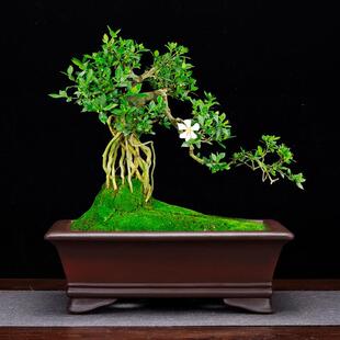 紫砂花盆马槽大号长方形家用精品陶瓷仿古假山造景榕树客厅盆景盆