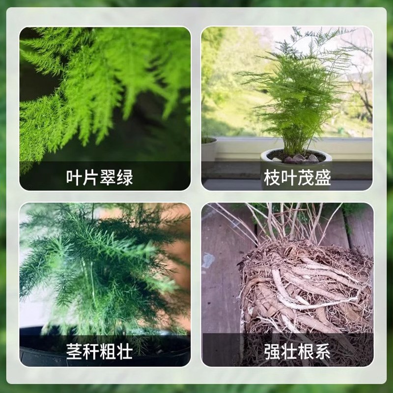 文竹专用营养液治黄叶绿植盆栽黄金葛富贵竹发财树多肉文竹营养液