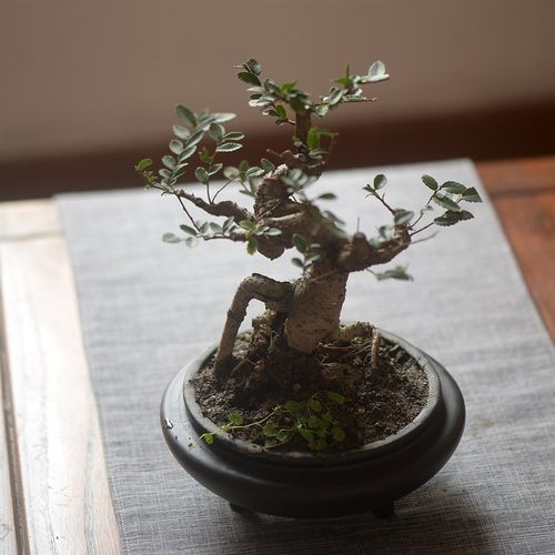 香氏一物一拍仅一盆水横枝黄杨榆榔榆树六月雪罗汉松盆景赤楠盆栽