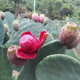 云钻红果特大果仙人掌进口改良丰产品种果苗果树耐旱耐晒耐热好养