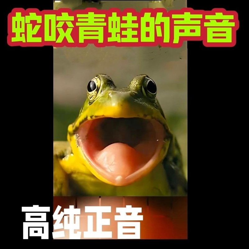 青蛙叫声器新款高清专用内存卡神器稻田蛙养殖田蛙声音优盘摆件