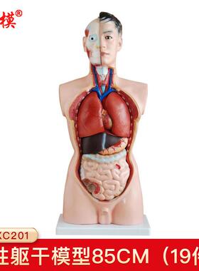 沪模HM/XC20185CM男性躯干模型19件内脏教学展示模拟人