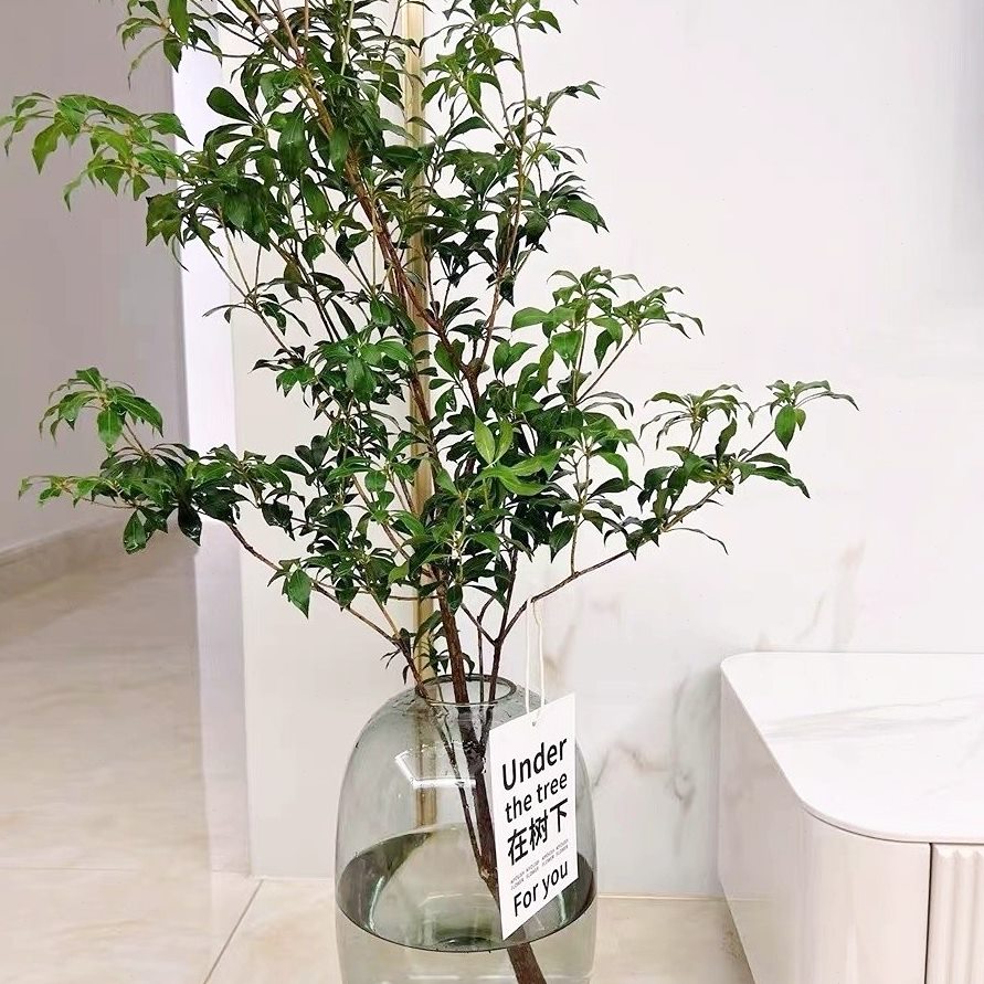 客厅醉柳雪简约水养玻璃花瓶木透明落地马花器插花肚摆件大北欧风