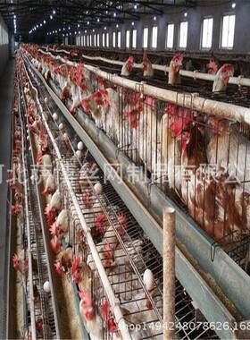 萨博供应三层阶梯五门蛋鸡笼A型蛋鸡笼养鸡场用鸡笼子