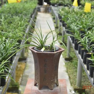 样品【冯达锋国兰】兰花苗字蕙兰：荡