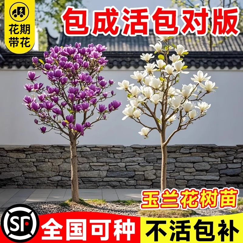 紫玉兰花树苗带苞室外庭院