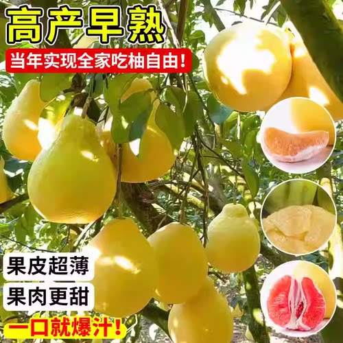 柚子树苗果树果苗红心蜜柚