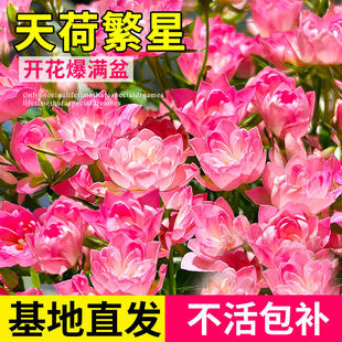 天荷繁星月季花苗浓香繁星四季花灌木多头盆栽果汁阳台大花苗