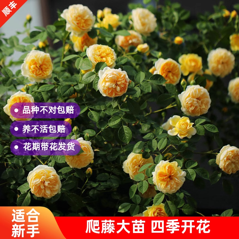 欢笑格鲁吉亚奥斯汀四季大花