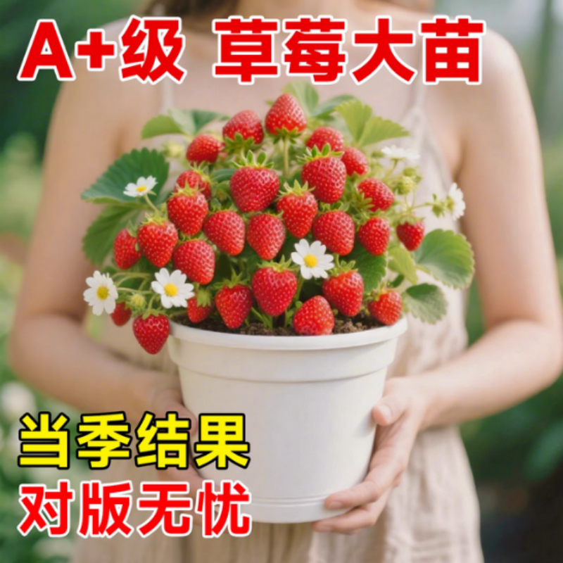 草莓苗穴盘四季结果盆栽奶油草莓