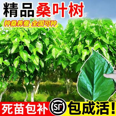 桑树活苗果树盆栽养蚕食用