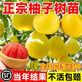 广西容县沙田柚子树苗正宗红心蜜柚嫁接盆栽果树果苗四季耐寒大苗