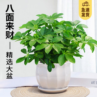 鸭脚木盆栽八面来财老桩七叶莲盆栽植物室内招财树四季好养小绿植