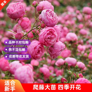 藤本月季花盆栽艾拉绒球爬藤玫瑰苗庭院攀援花卉植物四季开花阳台