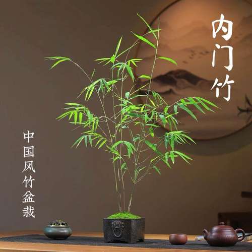 内门竹室内禅意好养盆景