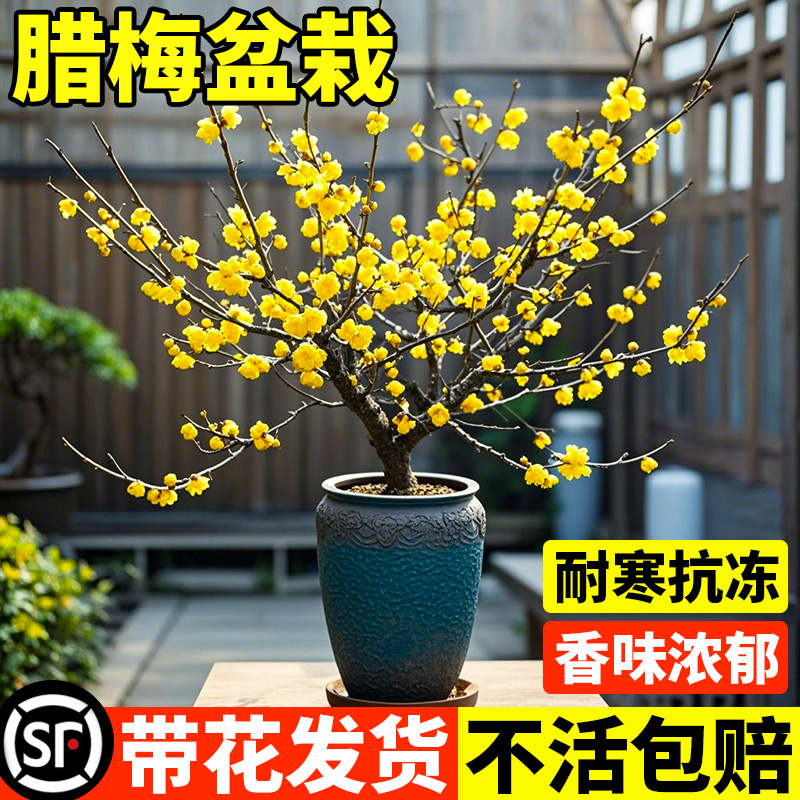 腊梅花树苗盆栽易活耐寒原