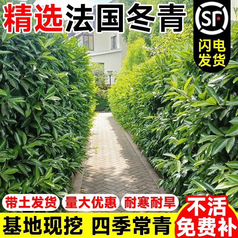 法国冬青树苗四季常青绿化苗