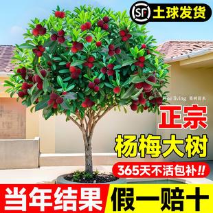 东魁杨梅树树苗正宗嫁接黑炭杨梅树树苗南北方种植盆地栽当年结果