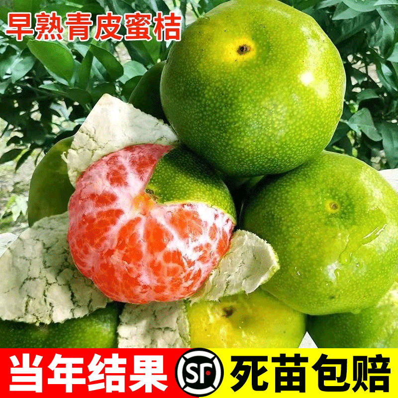 当年结果特早熟橘子树果苗地栽蜜桔树苗日南一号柑橘苗青皮蜜桔苗
