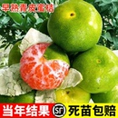 当年结果特早熟橘子树果苗地栽蜜桔树苗日南一号柑橘苗青皮蜜桔苗
