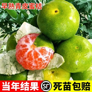 当年结果特早熟橘子树果苗地栽蜜桔树苗日南一号柑橘苗青皮蜜桔苗