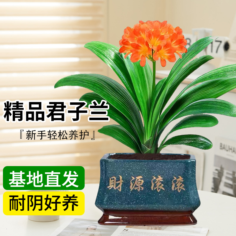 教师节礼物送老师礼物君子兰绿植盆栽耐阴好养花卉室内办公室植物