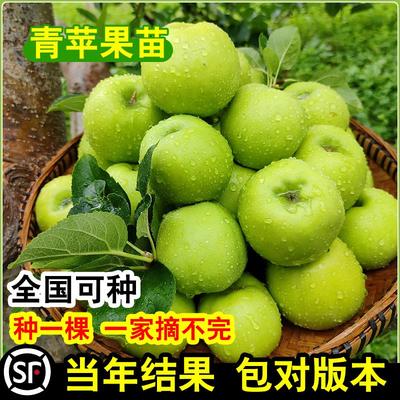 青苹果树苗嫁接苹果苗盆栽地栽