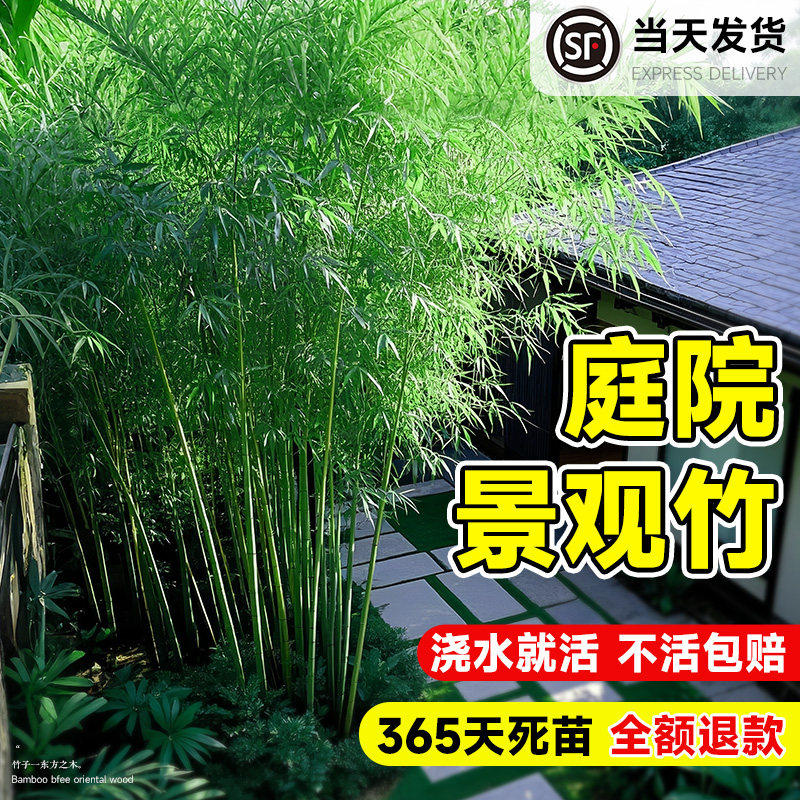 竹子苗庭院室内外观赏盆栽黄金竹罗汉竹紫竹苗毛青竹带土四季包活