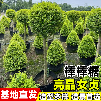 亮晶女贞棒棒糖别墅花池花镜