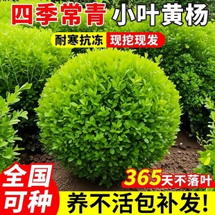 小叶黄杨球瓜子黄杨四季常青别墅地栽庭院花坛耐寒绿化植物篱笆墙