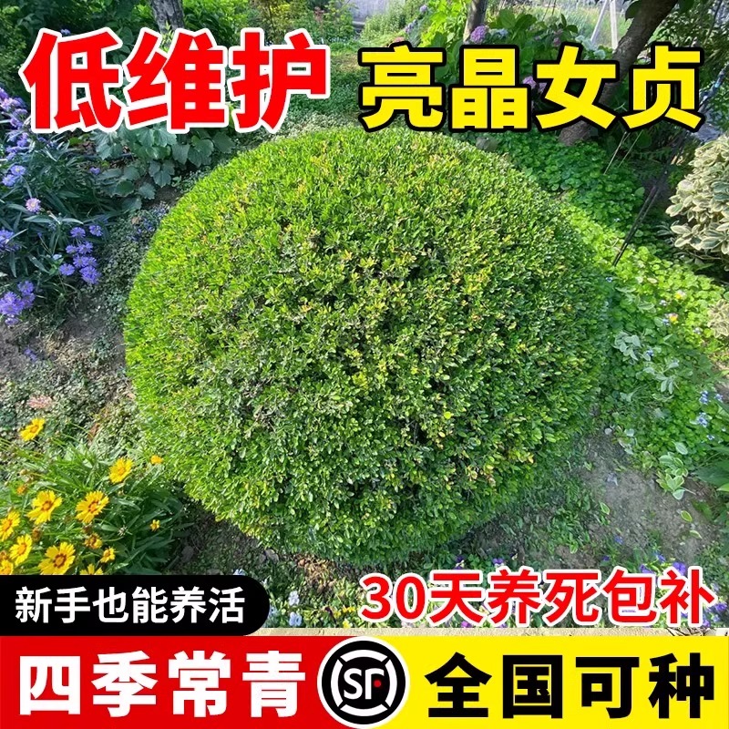 亮晶女贞球树苗彩叶色块篱笆墙
