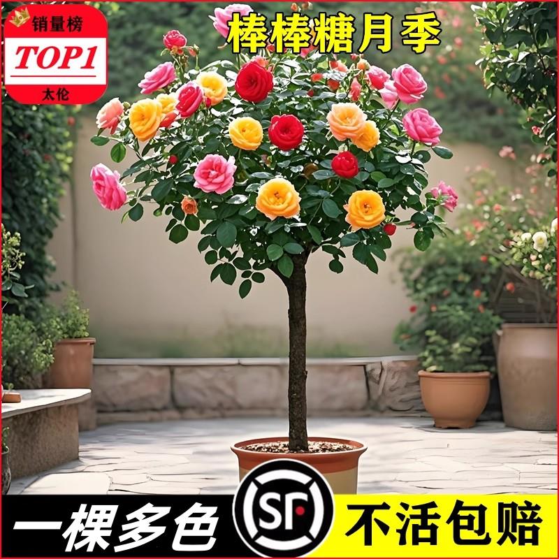 嫁接棒棒糖树桩月季花苗