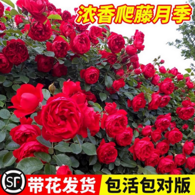 藤本月季佛罗伦蒂娜爬藤月季花