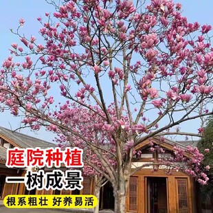 红白黄广玉兰花树苗带花苞二乔紫玉兰苗大树庭院地栽盆栽玉兰植物